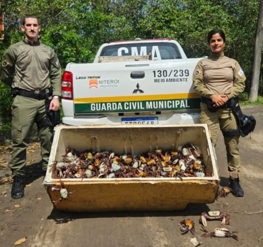 Caranguejos-uçá resgatados pela Guarda Ambiental de Niterói