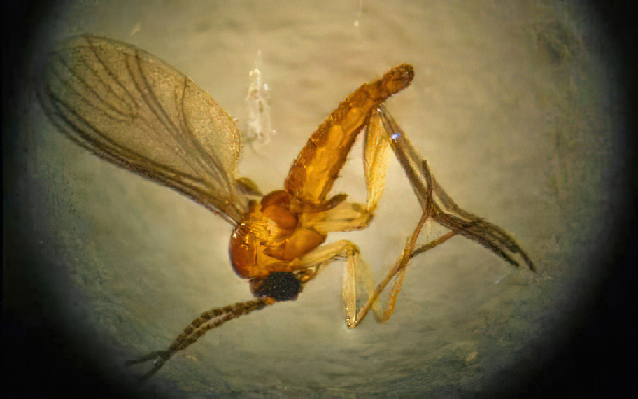 Mosquito transmissor da febre do Oropouche ampliado